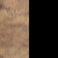 Dąb wersal / Czarny